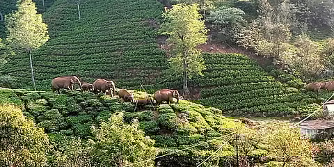 நீலகிரி: வனத்தில் நிலவும் வறட்சி - ஊருக்குள் உலாவந்த காட்டு யானை கூட்டம்