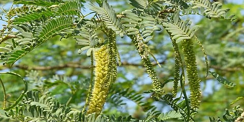சீமை கருவேலத்தால் விஷமாக மாறிவிடும் நிலத்தடி நீர் - பின்னணி, பாதிப்பு குறித்து ஓர் அலசல்