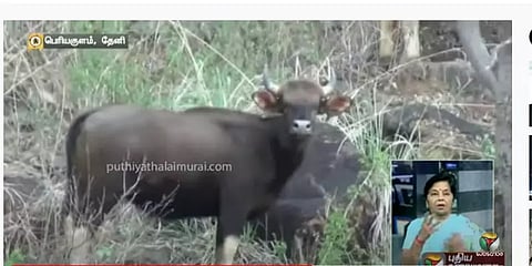 வறட்சியால் விளைநிலங்களுக்கு படையெடுக்கும் வனவிலங்குகள் - விவசாயிகள் கவலை