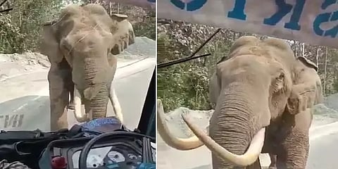 பேருந்தை வழிமறித்த 'படையப்பா' காட்டு யானை: சாதுர்யமாக பயணிகளை காப்பற்றிய ஓட்டுநர்