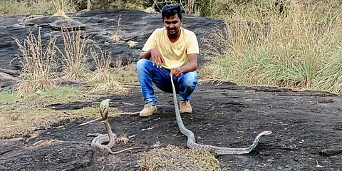 வைக்கோல் படப்புக்குள் பதுங்கியிருந்த 3 நல்ல பாம்புகள் - லாவகமாக பிடித்த பாம்பு மீட்பர்