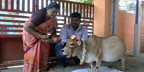 கின்னஸ் சாதனை புரியுமா? - தஞ்சாவூர் குட்டை இன மாட்டிற்கு வளைகாப்பு நடத்திய குடும்பம்