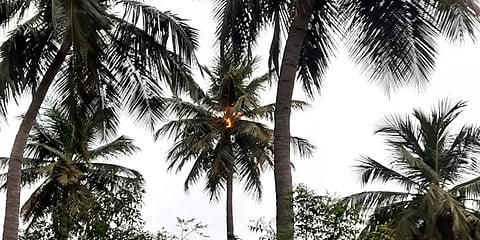 நாமக்கல்: இடி தாக்கியதால் திடீரென தீப்பற்றி எரிந்த தென்னை மரம்!