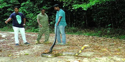 வால்பாறை: மரத்தில் பதுங்கியிருந்த 11 அடி நீள ராஜநாகம்.. லாவகமாக பிடித்த வனத்துறையினர்!