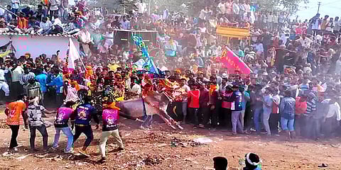 சீறிவந்த காளைகள் சினம்கொண்டு அடக்கிய காளையர்: ஒசூர் அருகே நடைபெற்ற எருதுவிடும் விழா