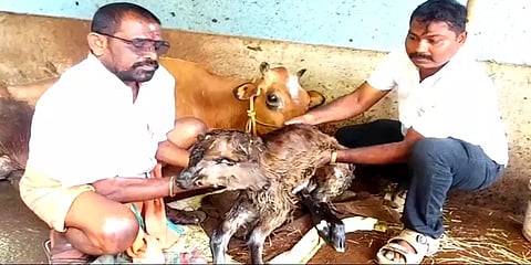 இரண்டு தலை நான்கு கண்களுடன் பிறந்த அதிசய கன்றுக் குட்டி - எங்கே தெரியுமா?