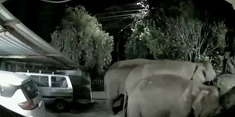 குன்னூர்: குடியிருப்புப் பகுதிகளுக்குள் நுழைந்த காட்டுயானைகள்.. அச்சத்தில் மக்கள்