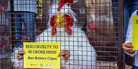 `முட்டைக்காக கூண்டுக்குள் அடைத்து துன்புறுத்தப்படுகின்றன கோழிகள்’ - பீட்டா நூதன போராட்டம்