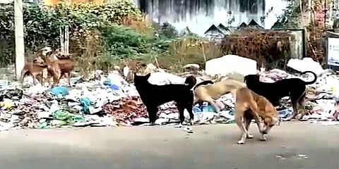 மதுரை: சாலையில் சென்றோரை விடாமல் விரட்டிக் கடித்த வெறிநாய்; 10-க்கும் மேற்பட்டோர் காயம்