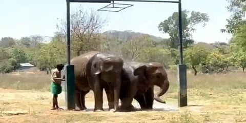 வண்டலூர் பூங்கா: கோடையை குளிர்விக்க ஷவர் பாத் எடுக்கும் குட்டியானைகள் - வைரல் வீடியோ