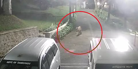 ஊட்டி கலெக்டர் அலுவலக வளாகத்தில் ஜாலியாக சுற்றிய சிறுத்தை - ஷாக்கிங் சிசிடிவி காட்சிகள்