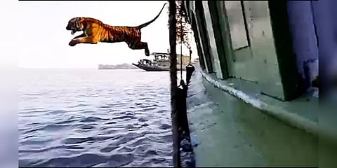 புலி பாய்ச்சலை பாத்திருக்கீங்களா? படகில் இருந்து பாய்ந்த வங்காளப் புலி - வைரல் வீடியோ