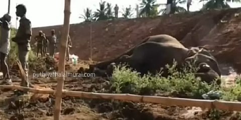 15 மாதங்களில் 131 யானைகள் உயிரிழப்பு - காரணங்கள் என்ன?