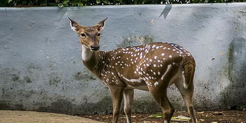 சென்னை: கிண்டி ஆளுநர் மாளிகையில் மான்கள் உயிரிழப்பு விகிதம் அதிகரிப்பு