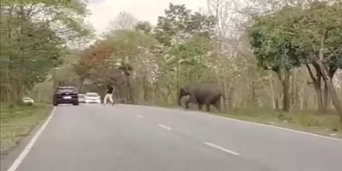 துரத்திய காட்டு யானை... மயிரிழையில் உயிர் பிழைத்த இளைஞர் - ஏன் இந்த அலட்சியம்?