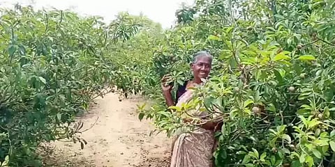 தரங்கம்பாடி: 30 ஏக்கரில் இயற்கை பழ சாகுபடி; குட்டி வனத்தையே உருவாக்கி அசத்திய முதிய தம்பதி