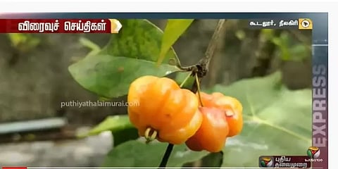 நீலகிரி: சீசனுக்கு வந்தது மருத்துவ குணம் கொண்ட `இந்தியன் செர்ரி’ பழங்கள்!