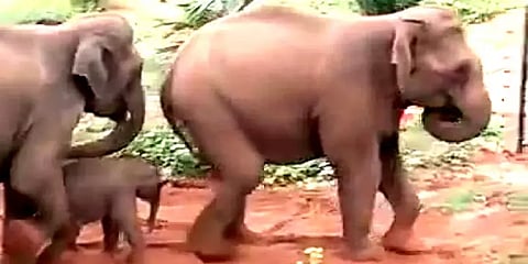 கோவை: தண்ணீர் தேடி குட்டியுடன் ஊருக்குள் வந்த காட்டு யானை கூட்டம்