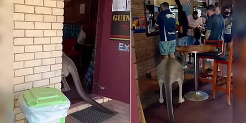 ஆஸ்திரேலியாவில் மதுபானக் கடைக்கு சர்ப்ரைஸ் விசிட் கொடுத்த கங்காரு! வைரல் வீடியோ!