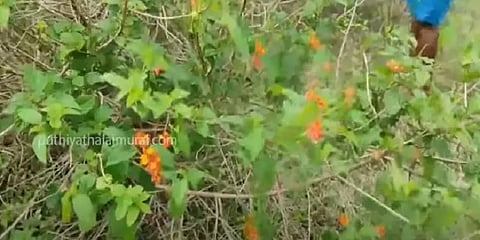 ”நேற்று வரை நான் கூலி.. ஆனால் இன்றோ..” - சுயதொழில் முனைவோராய் மாறிவரும் பழங்குடியின மக்கள்