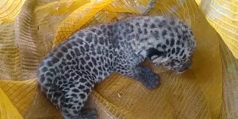 கூடலூர்: பூனைக் குட்டி என நினைத்து சிறுத்தை குட்டியை தூக்கி வந்த தேயிலை தொழிலாளர்கள்