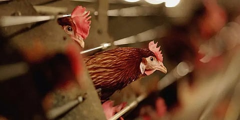 சீனாவில் முதல்முறையாக மனிதருக்கு பரவிய பறவைக் காய்ச்சல்