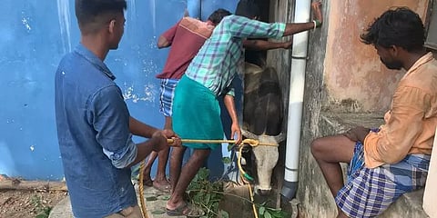 அங்கன்வாடி சுவற்றுக்குள் சிக்கிய கோயில் காளை - சுவரை இடித்து மீட்ட தீயணைப்புத் துறை