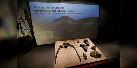 32 அடி உயரம், 5 டன் எடை: 7 கோடி ஆண்டுகளுக்கு முந்தைய டைனோசர் படிமங்கள் கண்டுபிடிப்பு