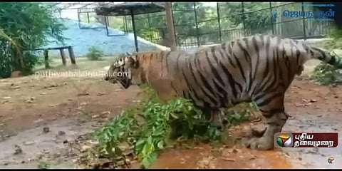 நாளுக்கு நாள் அதிகரிக்கும் கோடை வெப்பம் - விலங்குகளை காக்க வண்டலூர் நிர்வாகம் நடவடிக்கை