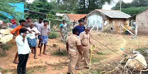 வெறிநாய் கடித்த நிலையில் சாலையில் செல்வோரை விரட்டி விரட்டிக் கடித்த பசுமாடு