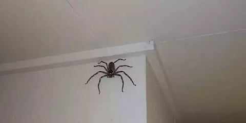 ‘அது இன்னும் வளர்கிறது’ - நெட்டிசன்களை அலறவைத்த ஆஸ்திரேலிய குடும்பத்தின் செல்லப்பிராணி!