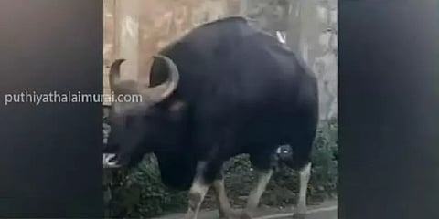 நீலகிரி: குடியிருப்பு பகுதிகளில் நடமாடும் காட்டு மாடுகளால் பொதுமக்கள் அச்சம்