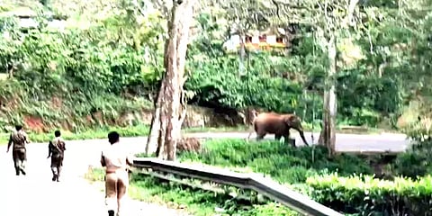 நீலகிரி: ஊருக்குள் நடமாடும் 'கட்டை கொம்பன்' காட்டுயானை - அச்சத்தில் மக்கள்