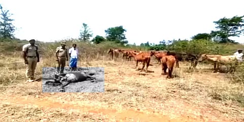 கிருஷ்ணகிரி: குதிரையை தாக்கிக் கொன்ற சிறுத்தை - கிராமத்தினருக்கு வனத்துறை எச்சரிக்கை