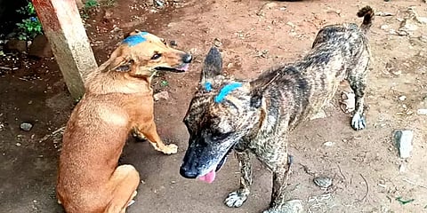 ஈரோடு: தலையில் நீல நிற அடையாளத்துடன் சுற்றித் திரியும் தெரு நாய்கள் - காரணம் இதுதான்