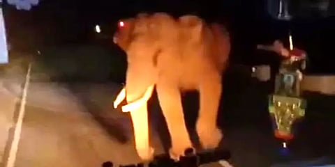 நீலகிரி: சாலையில் உலாவந்த ஒற்றை காட்டுயானை - வாகன ஓட்டிகள் அச்சம்