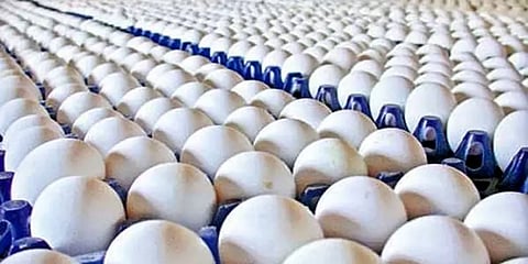 முட்டை விலை கடும் வீழ்ச்சி – ஒரே நாளில் எத்தனை காசுகள் குறைந்தது?