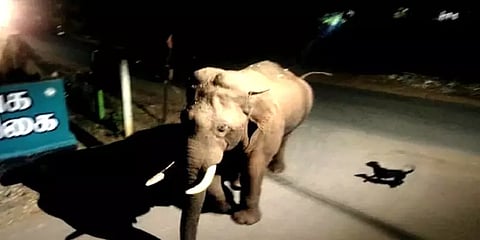 ஊருக்குள் உலா வந்த 'பாகுபலி' காட்டுயானை: 'கெத்தாக' எதிர்த்து நின்ற குட்டி நாய்