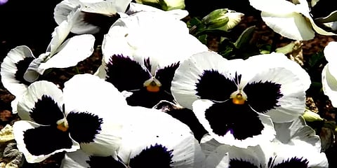 கோடை விழா: கொடைக்கானல் பிரயண்ட் பூங்காவில் பூத்துக் குலுங்கும் வண்ண மலர்கள்