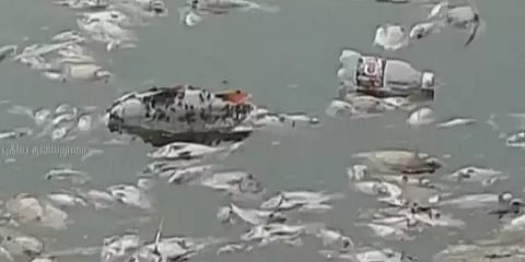 சேலம்: ஏரிகளில் இறந்து மிதக்கும் லட்சக்கணக்கான மீன்கள்; பொதுமக்கள் அதிர்ச்சி