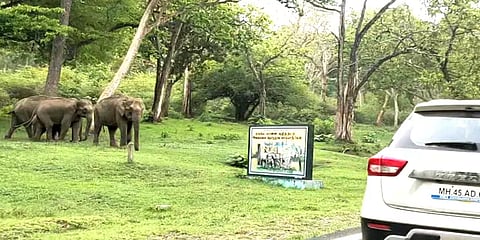 'சம்மர் டூரு'க்கு முதுமலை போறீங்களா? காட்டு யானையை பார்த்தா இத பண்ணாதீங்க!