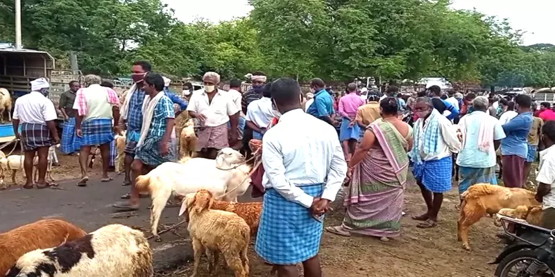 சித்திரை திருவிழா காலம்: புஞ்சைபுளியம்பட்டி சந்தையில் ஆடுகள் விற்பனை அமோகம்