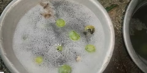 விழுப்புரம்: சோப்பு நீரில் ஊற வைக்கப்படும் மாம்பழங்கள் - மக்கள் அதிர்ச்சி