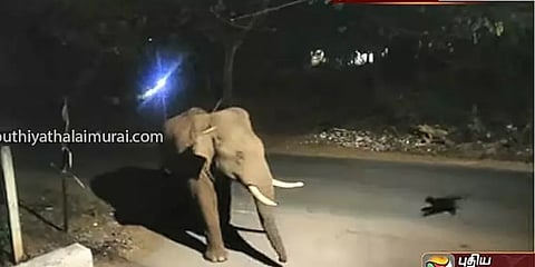 மேட்டுப்பாளையம்: பாகுபலி யானையை பதறவைத்த குட்டி நாய் - வைரல் வீடியோ