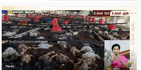 திருப்பூர்: இடி தாக்கியதில் தீப்பற்றி எரிந்த பண்ணை.. தீயில் கருகிய 5000 கோழிக்குஞ்சுகள்!