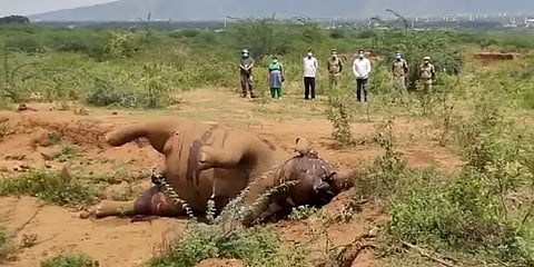 உடலிலிருந்து ரத்தம் வெளியேறிய நிலையில் இறந்துகிடந்த யானை - தடாகம் அருகே அதிர்ச்சி!