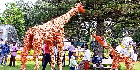 ஊட்டி கோடை விழா: கோத்தகிரியில் கோலாகலமாக தொடங்கிய காய்கறி கண்காட்சி