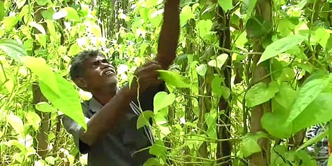 தருமபுரி: விளைச்சல் இருந்தும் விலையில்லை - வேதனையில் வெற்றிலை விவசாயிகள்