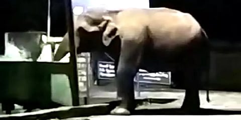 ஊருக்குள் நுழையும் காட்டு யானைகள் குப்பைத் தொட்டியில் உணவு தேடும் அவலம்