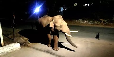 கோவை: மீண்டும் குடியிருப்பு பகுதிகளில் உலாவரும் காட்டு யானை 'பாகுபலி'